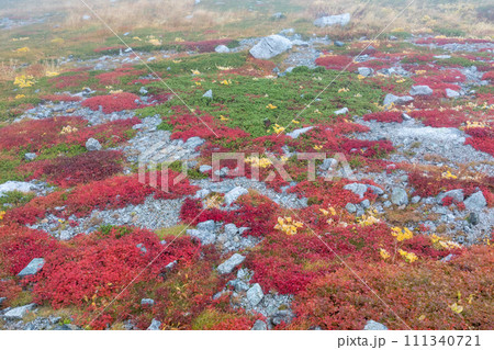 チングルマの紅葉（北アルプス） 111340721