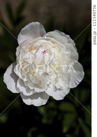 白いシャクヤクの花 111340736