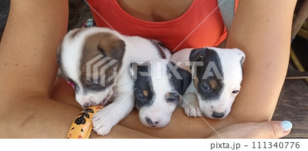Jack russell terrier puppies, Montenegro Jack russell terrier puppies, Montenegro 111340776