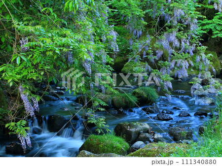 渓流の藤の花 111340880