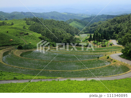 田植えの終わった扇田（熊本県産山村） 111340895