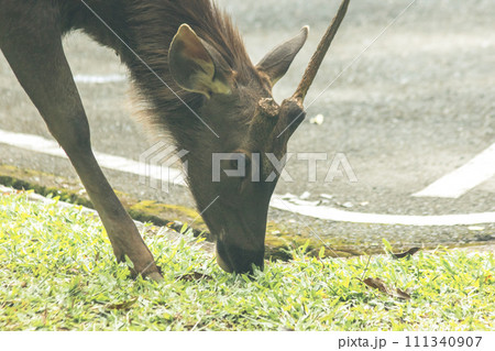 Wild deer eating grass Wild deer eating grass 111340907