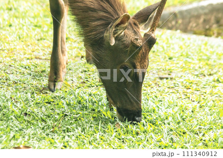 Wild deer eating grass 111340912