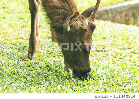 Wild deer eating grass 111340914