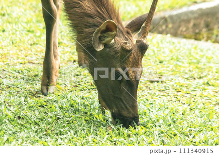Wild deer eating grass Wild deer eating grass 111340915
