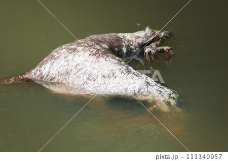 The corpse of a dead wild deer floats in the water. The corpse of a dead wild deer floats in the water. 111340957