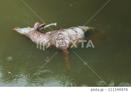 The corpse of a dead wild deer floats in the water. 111340978