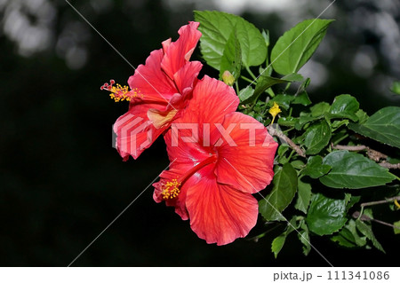 Red hibiscus Red hibiscus 111341086