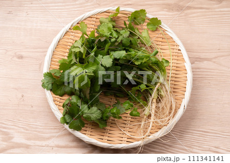 パクチー パクチー 111341141