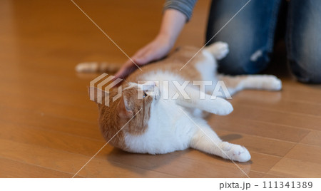 猫を撫でる　茶トラ白 111341389