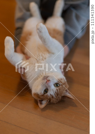 猫を撫でる　茶トラ白 111341390