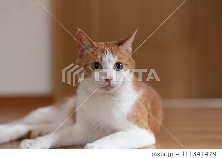 床に寝そべる猫　茶トラ白 111341479