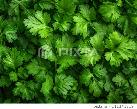 fresh green cilantro closeup background 111341518