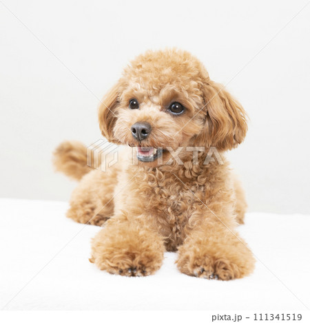 微笑むトイプードル 111341519