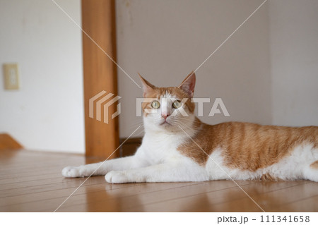 床に寝そべる猫　茶トラ白 111341658