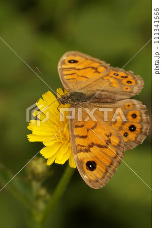 Closeup on a rare Wall Brown Butterfly, Lasiommata megera, nectaring on a yellow flower, Gard, France Closeup on a rare Wall Brown Butterfly, Lasiommata megera, nectaring on a yellow flower, Gard, France 111341666