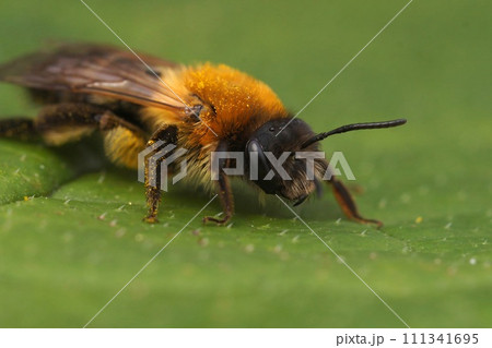 Closeup on a furry brown female grey-patched mining bee, Andrena nitida sitting on a green leaf 111341695