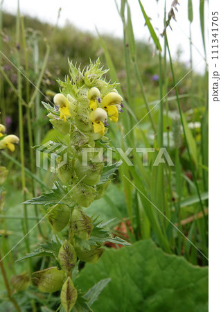 Vertical closeup on the Aristate Yellow-Rattle wildflower, Rhinanthus glacialis Vertical closeup on the Aristate Yellow-Rattle wildflower, Rhinanthus glacialis 111341705