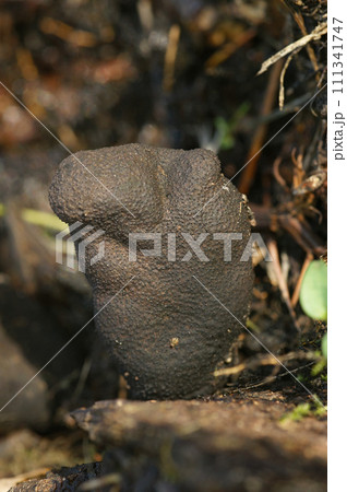 Vertical closeup on a dead man's fingers mushroom, Xylaria polymorpha Vertical closeup on a dead man's fingers mushroom, Xylaria polymorpha 111341747