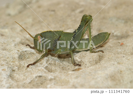 Closeup on a nymph juvenile of the large Egyptian locust, Anacridium aegyptium in the Mediterranean Closeup on a nymph juvenile of the large Egyptian locust, Anacridium aegyptium in the Mediterranean 111341760