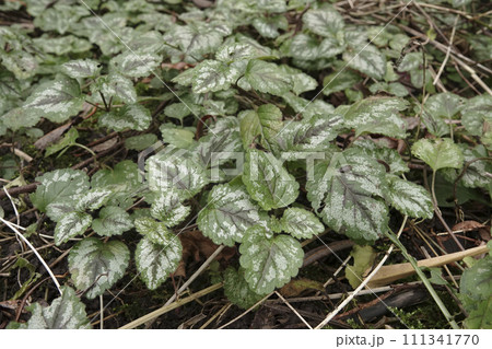 Closeup on a silver colored leaf of the yellow weasel-snout wildflower, Lamium galeobdolon in the garden 111341770