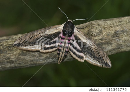 Closeup on the large Privet hawk-moth ,Sphinx pinastri sitting with open wings on a twig Closeup on the large Privet hawk-moth ,Sphinx pinastri sitting with open wings on a twig 111341776
