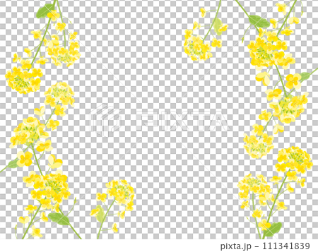 Rape blossom frame illustration Rape blossom frame illustration 111341839