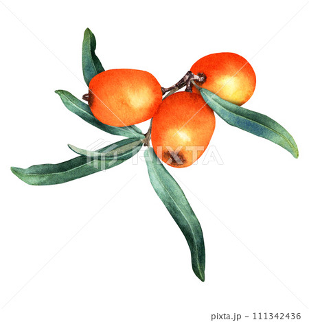 Sea buckthorn branch with orange ripe berries and leaves. Hand drawn botanical watercolor illustration isolated on white background. For clip art cards menu label package 111342436