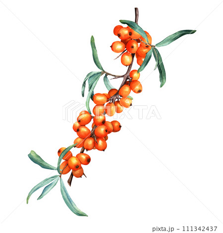 Medicinal plant sea buckthorn branch with orange berries. Hand drawn botanical watercolor illustration isolated on white background. For clip art cards menu label package 111342437