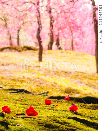 城南宮の枝垂れ桜と椿 城南宮の枝垂れ桜と椿 111342501