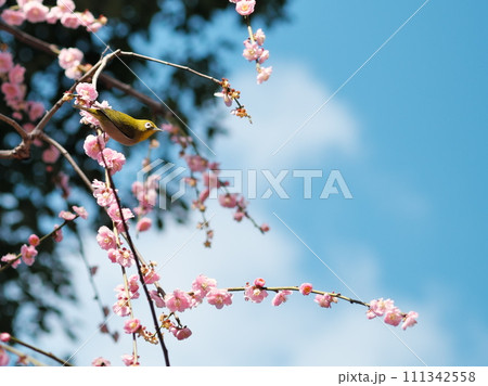 メジロとしだれ梅と晴天 111342558
