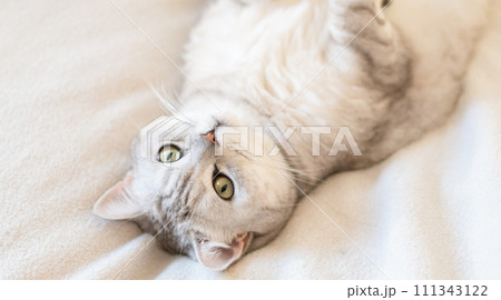Scottish straight cat lies on his back. Cat upside down. Close up white cat face. Favorite pets, cat food. Scottish straight cat lies on his back. Cat upside down. Close up white cat face. Favorite pets, cat food. 111343122