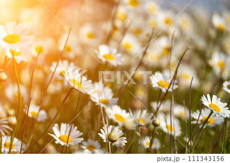 Daisy Chamomile background. Beautiful nature scene with blooming chamomilles in sun flare. Sunny day. Summer flowers. 111343156