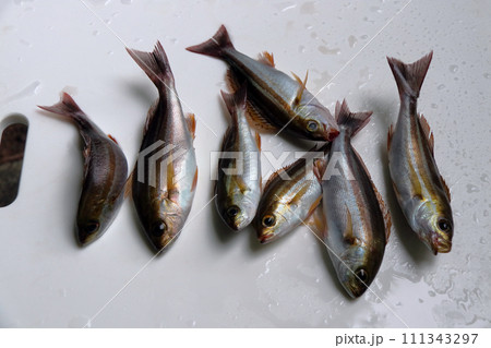 堤防餌釣りルアー釣り釣果イサキイサギウリボウ 111343297
