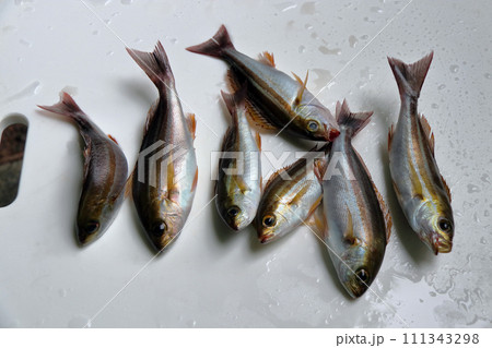 堤防餌釣りルアー釣り釣果イサキイサギウリボウ 111343298