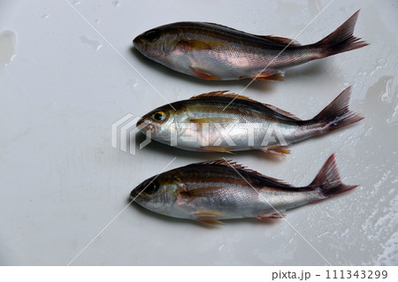 堤防餌釣りルアー釣り釣果イサキイサギウリボウ 111343299
