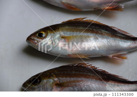 堤防餌釣りルアー釣り釣果イサキイサギウリボウ 111343300