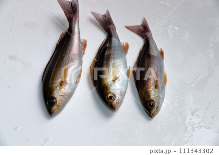 堤防餌釣りルアー釣り釣果イサキイサギウリボウ 111343302