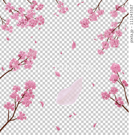 Cherry blossom branches for layout Cherry blossom branches for layout 111343587