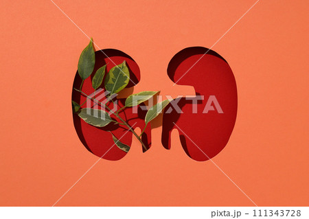 For National Kidney Month, paper cut kidneys on a peach background. 111343728