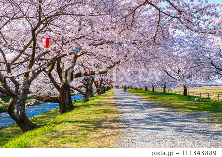 あさひ舟川の桜並木 111343889