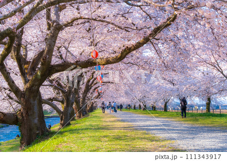 あさひ舟川の桜並木（ソフトフォーカス） 111343917