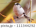 ドヤ顔するエナガ 111344292