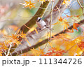 紅葉バックに流し目のエナガ 111344726