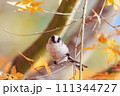 カメラ目線のエナガ 111344727