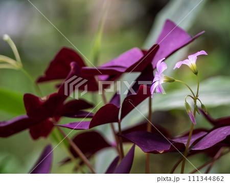 Pink flower and purple leaves of Oxalis plant 111344862