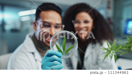 Science, team and analysis on cannabis in laboratory with leaf study, medical research and petri dish. Scientist, high five and marijuana plant for medicine treatment, drugs or scientific experiment 111344961