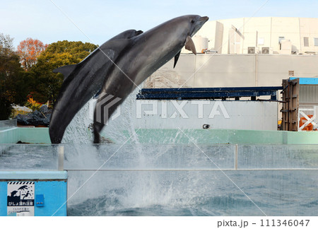 イルカ 111346047