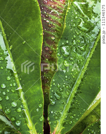 Close up view of water drops on the green plant with pink colour on the centre. Freshness of after raining. 111346575