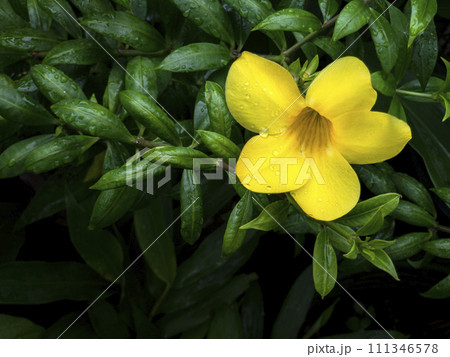 Close up view of water drops on the green plant with yellow flower. Freshness of after raining. 111346578